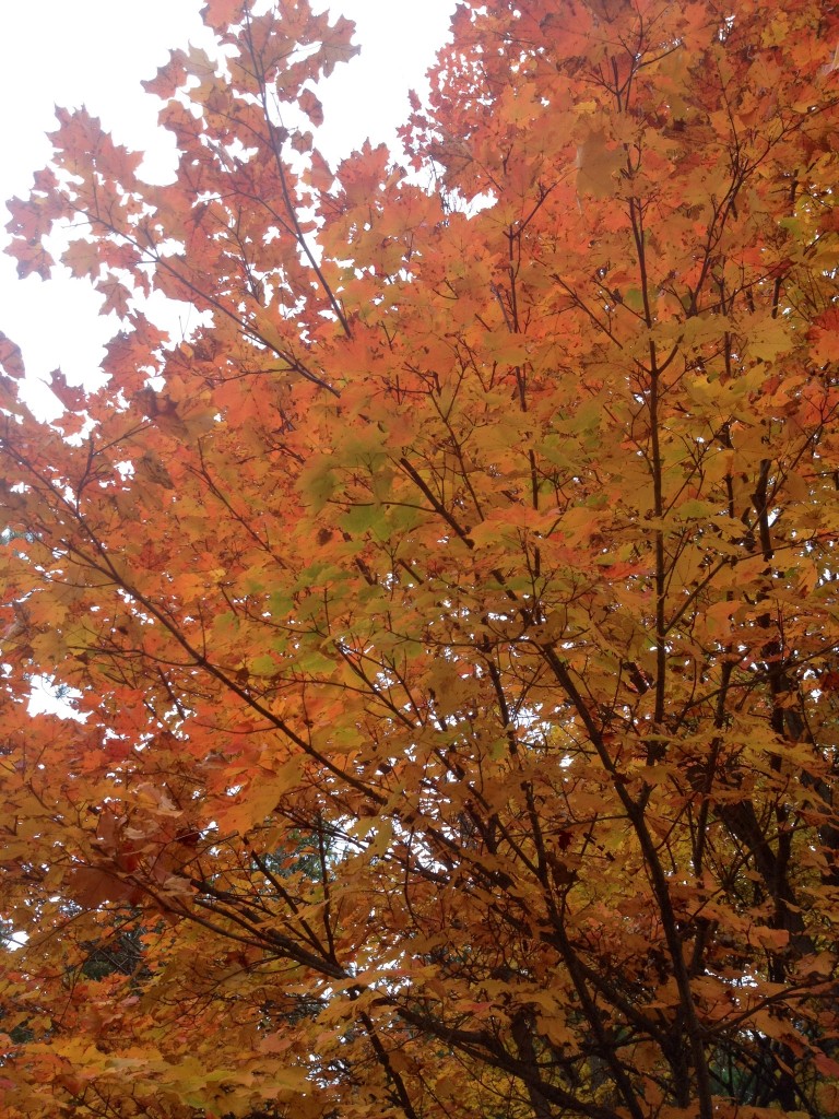 Gorg Michigan foliage.